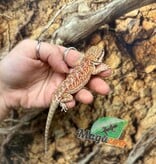 Magazoo Dragon barbu Hypo Rouge Mâle Bébé #2