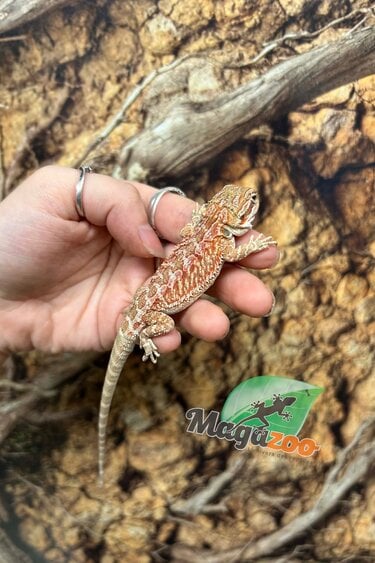 Magazoo Baby Male Red Hypo Bearded Dragon #2