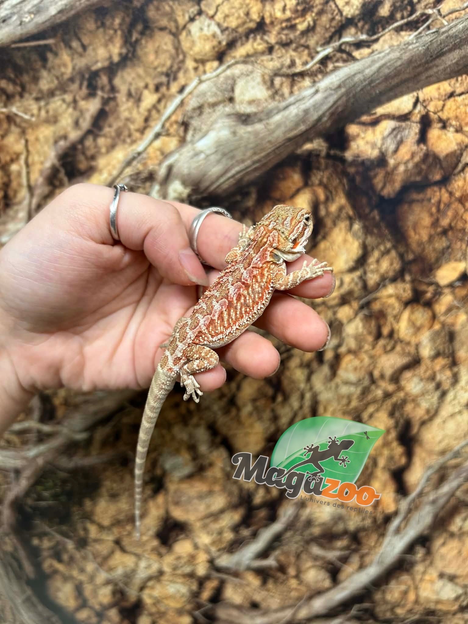 Magazoo Dragon barbu Hypo Rouge Mâle Bébé #2