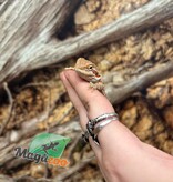 Magazoo Baby Male Red Hypo Bearded Dragon #2