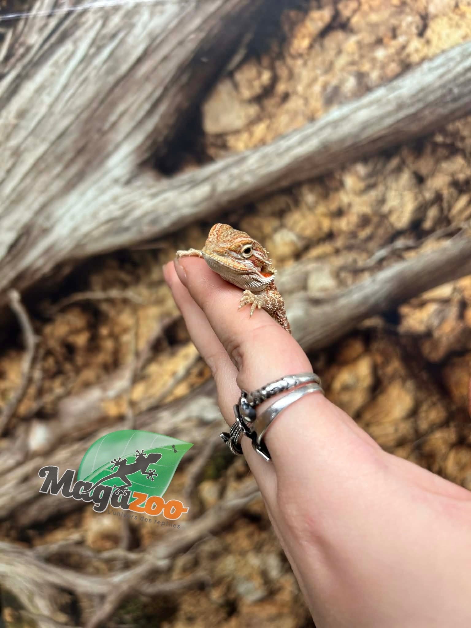 Magazoo Dragon barbu Hypo Rouge Mâle Bébé #2