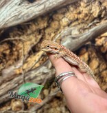 Magazoo Baby Male Red Hypo Bearded Dragon #2