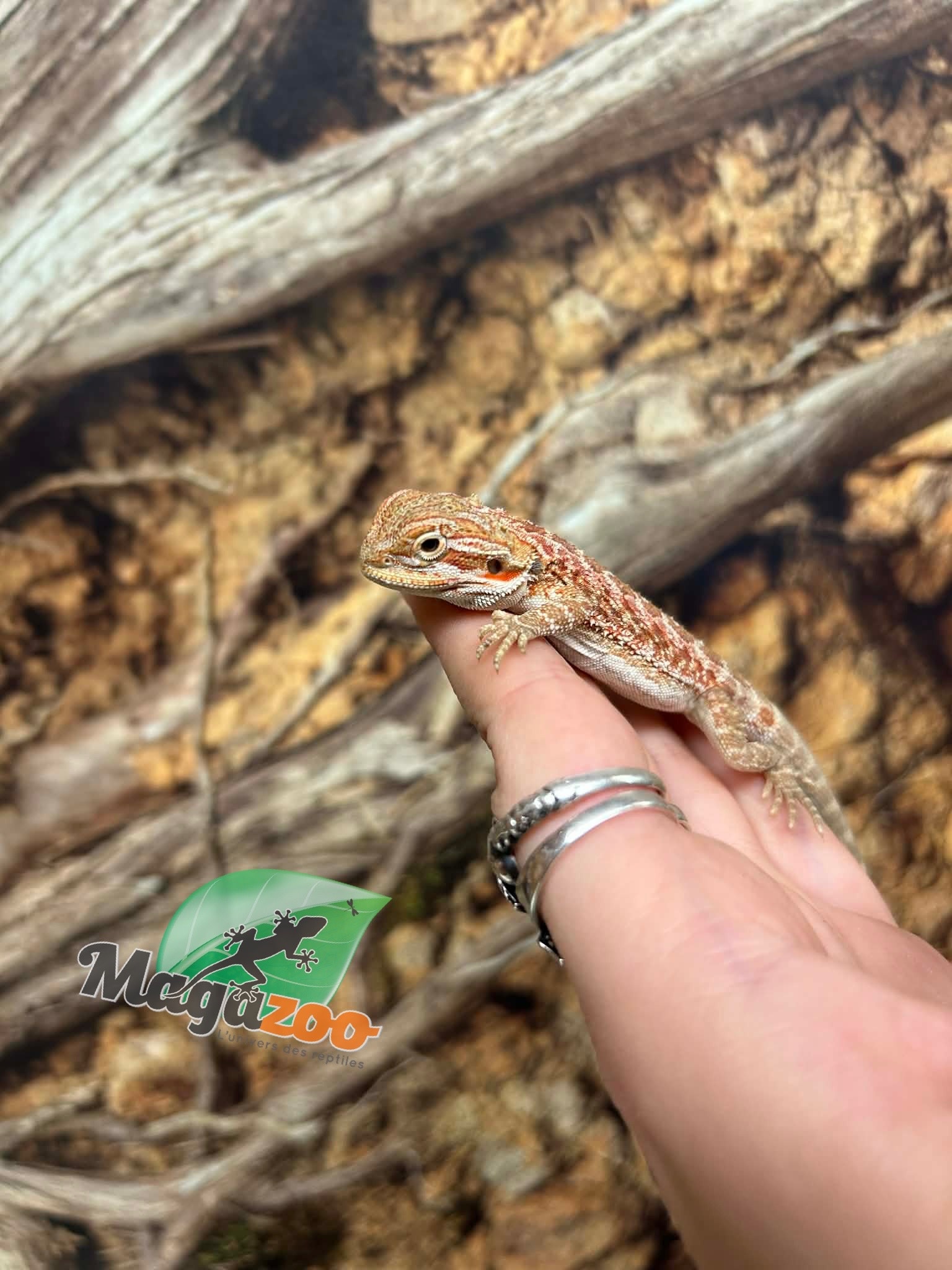 Magazoo Dragon barbu Hypo Rouge Mâle Bébé #2