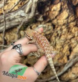 Magazoo Baby Male Red Hypo Bearded Dragon #2