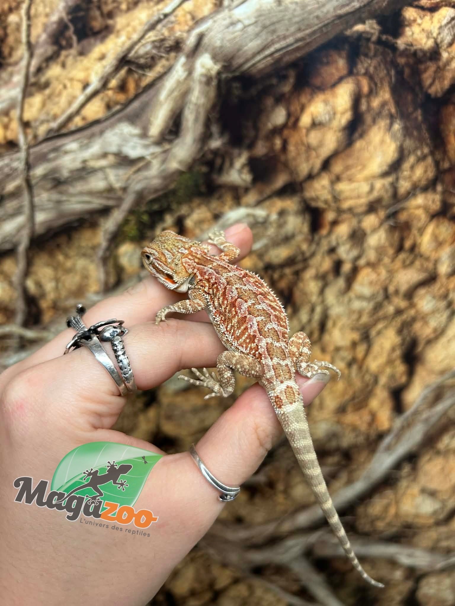 Magazoo Dragon barbu Hypo Rouge Mâle Bébé #2