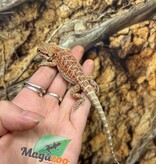 Magazoo Baby Male Red Hypo Bearded Dragon #2