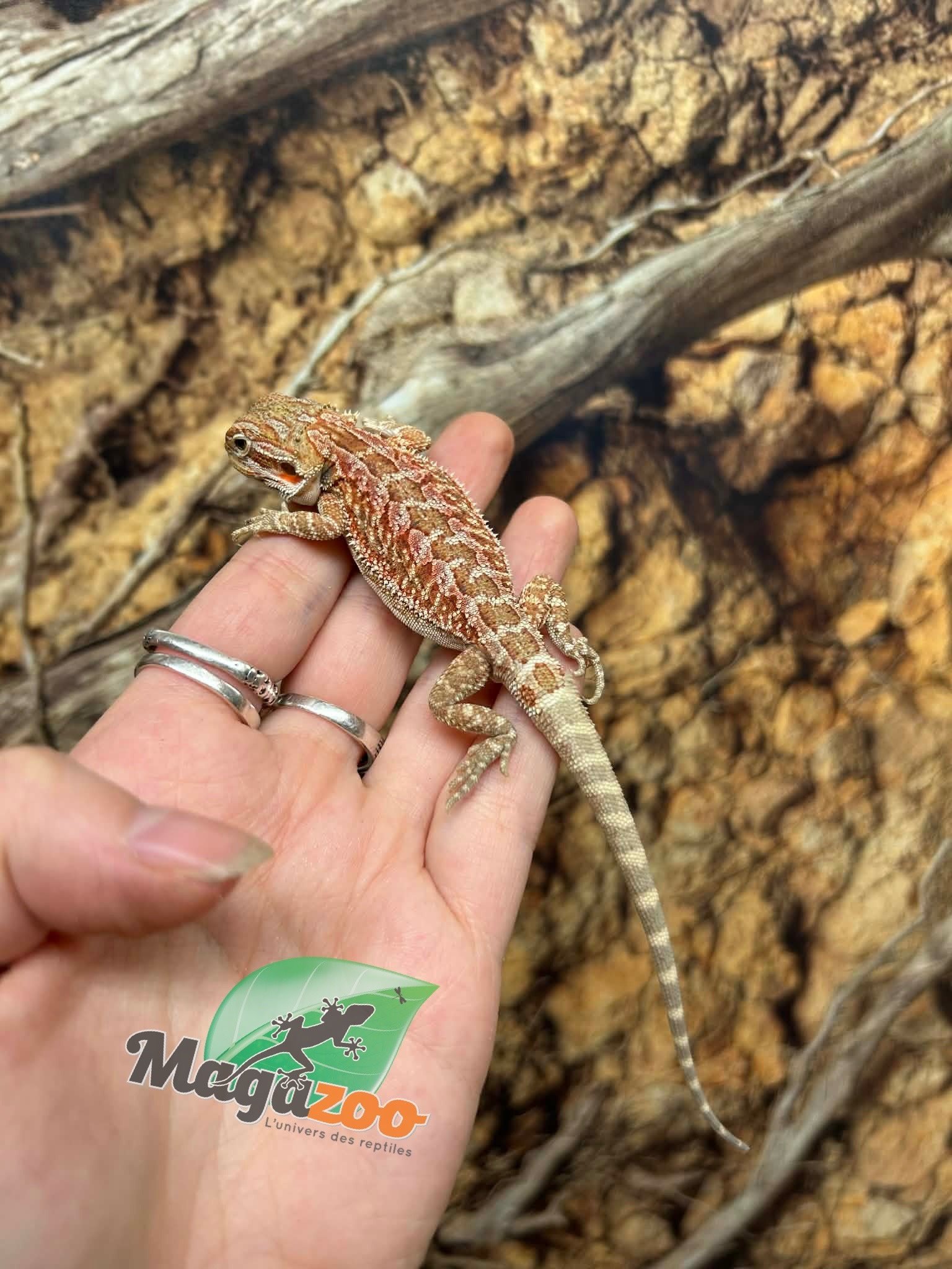 Magazoo Dragon barbu Hypo Rouge Mâle Bébé #2