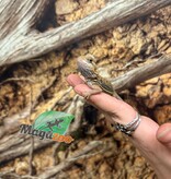 Magazoo Baby Male Leatherback Hypo Translucent Bearded Dragon #2