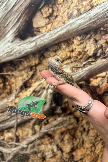 Magazoo Baby Male Leatherback Hypo Translucent Bearded Dragon #2