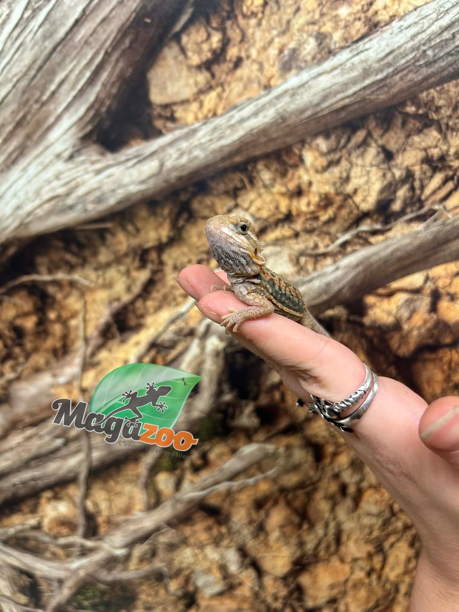 Magazoo Baby Male Leatherback Hypo Translucent Bearded Dragon #2