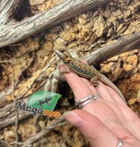 Magazoo Baby Male Leatherback Hypo Translucent Bearded Dragon #2
