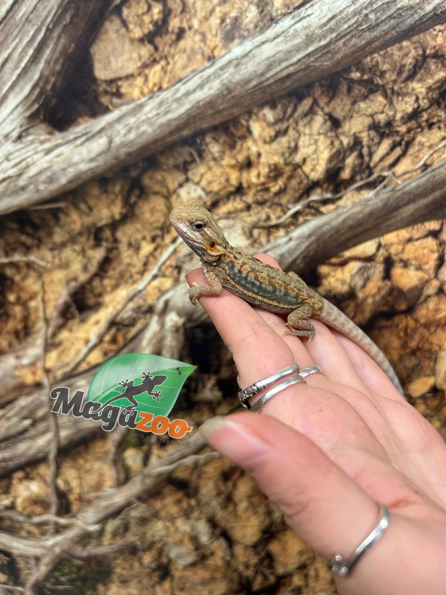 Magazoo Baby Male Leatherback Hypo Translucent Bearded Dragon #2