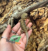 Magazoo Baby Male Leatherback Hypo Translucent Bearded Dragon #2