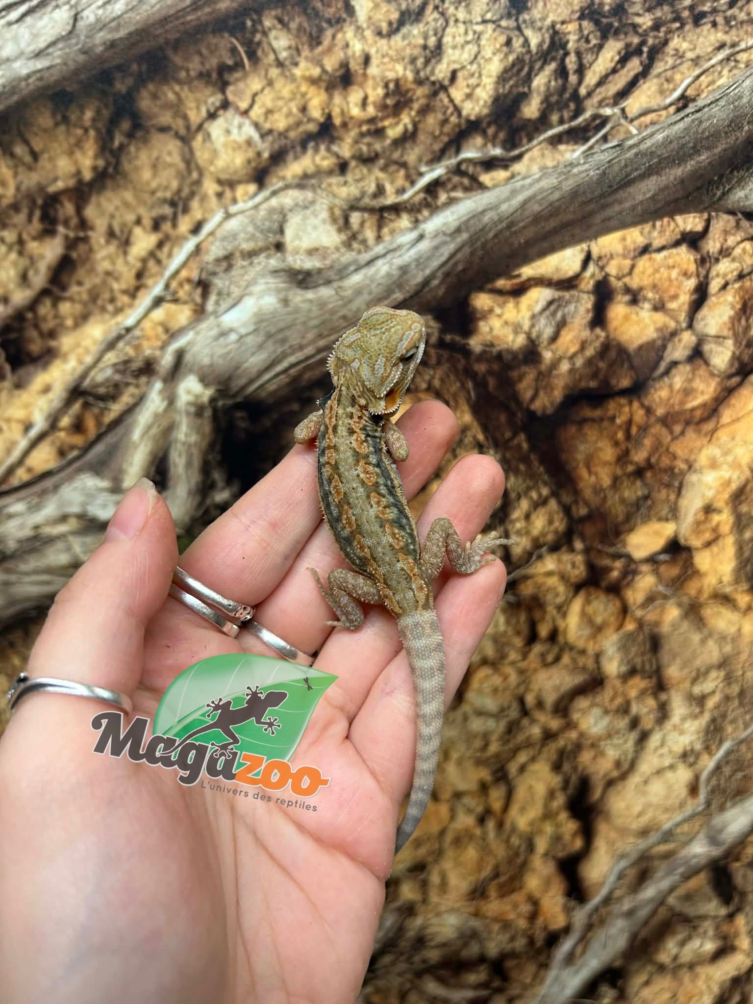 Magazoo Dragon barbu Leatherback Hypo Translucide Mâle Bébé #2