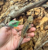 Magazoo Baby Male Leatherback Hypo Translucent Bearded Dragon #2