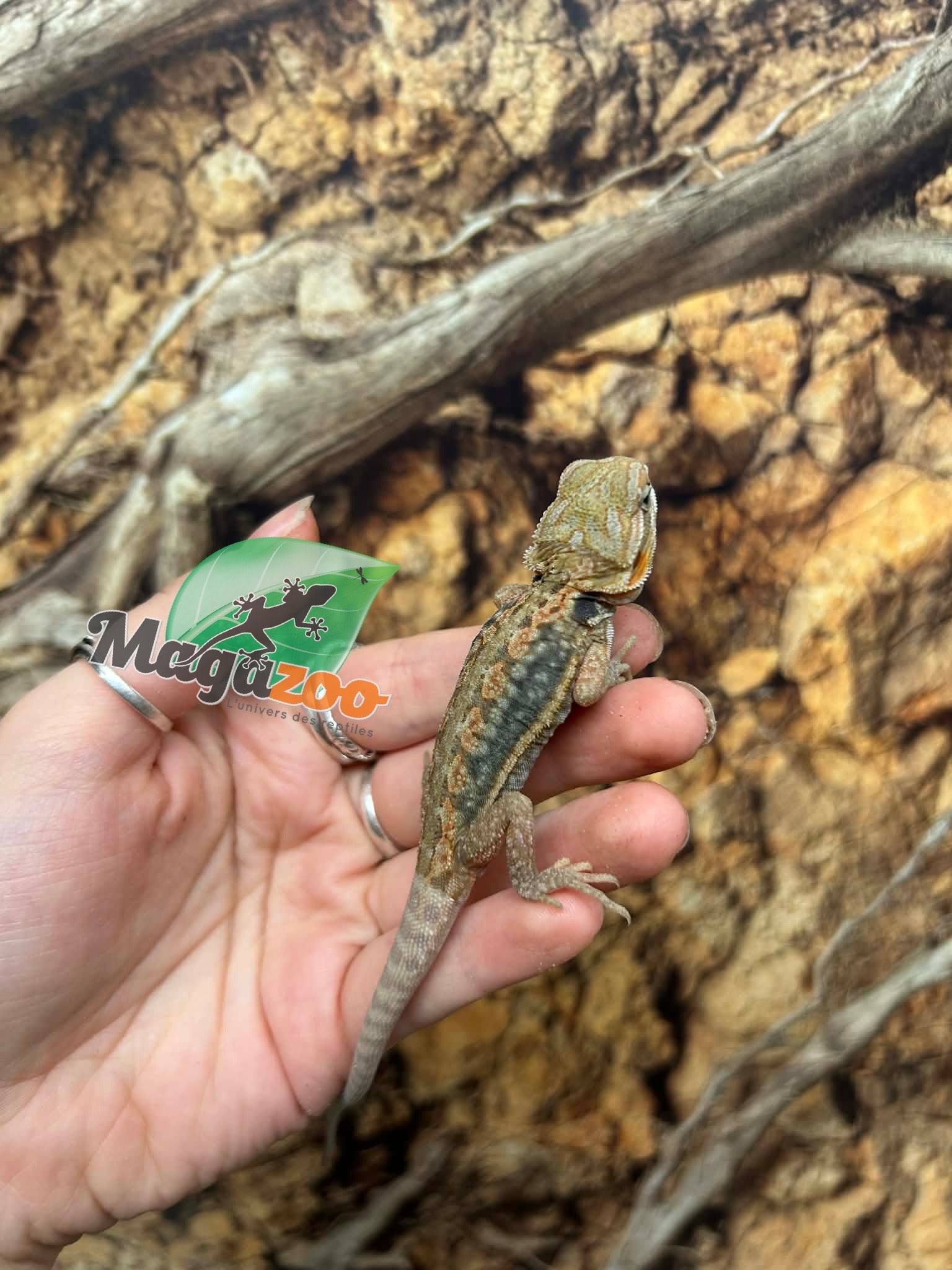 Magazoo Baby Male Leatherback Hypo Translucent Bearded Dragon #2