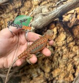 Magazoo Dragon barbu Leatherback Hypo Translucide Femelle Bébé #3 (*Défault queue)