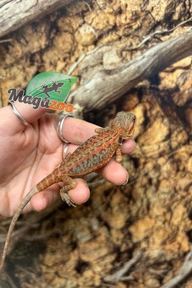 Magazoo Baby Female Leatherback Hypo Translucent Bearded Dragon #3