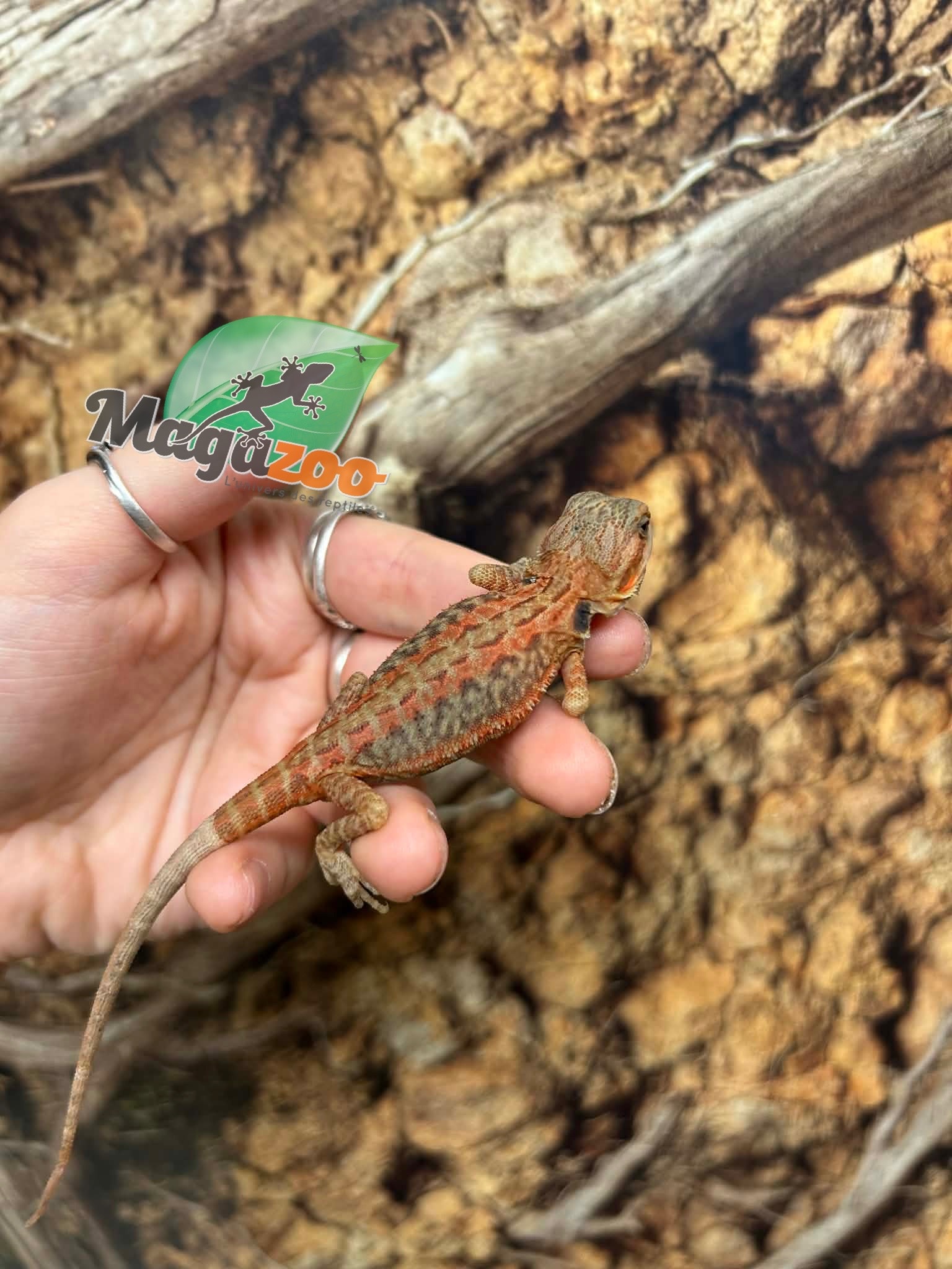Magazoo Baby Female Leatherback Hypo Translucent Bearded Dragon #3