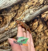 Magazoo Baby Female Leatherback Hypo Translucent Bearded Dragon #3