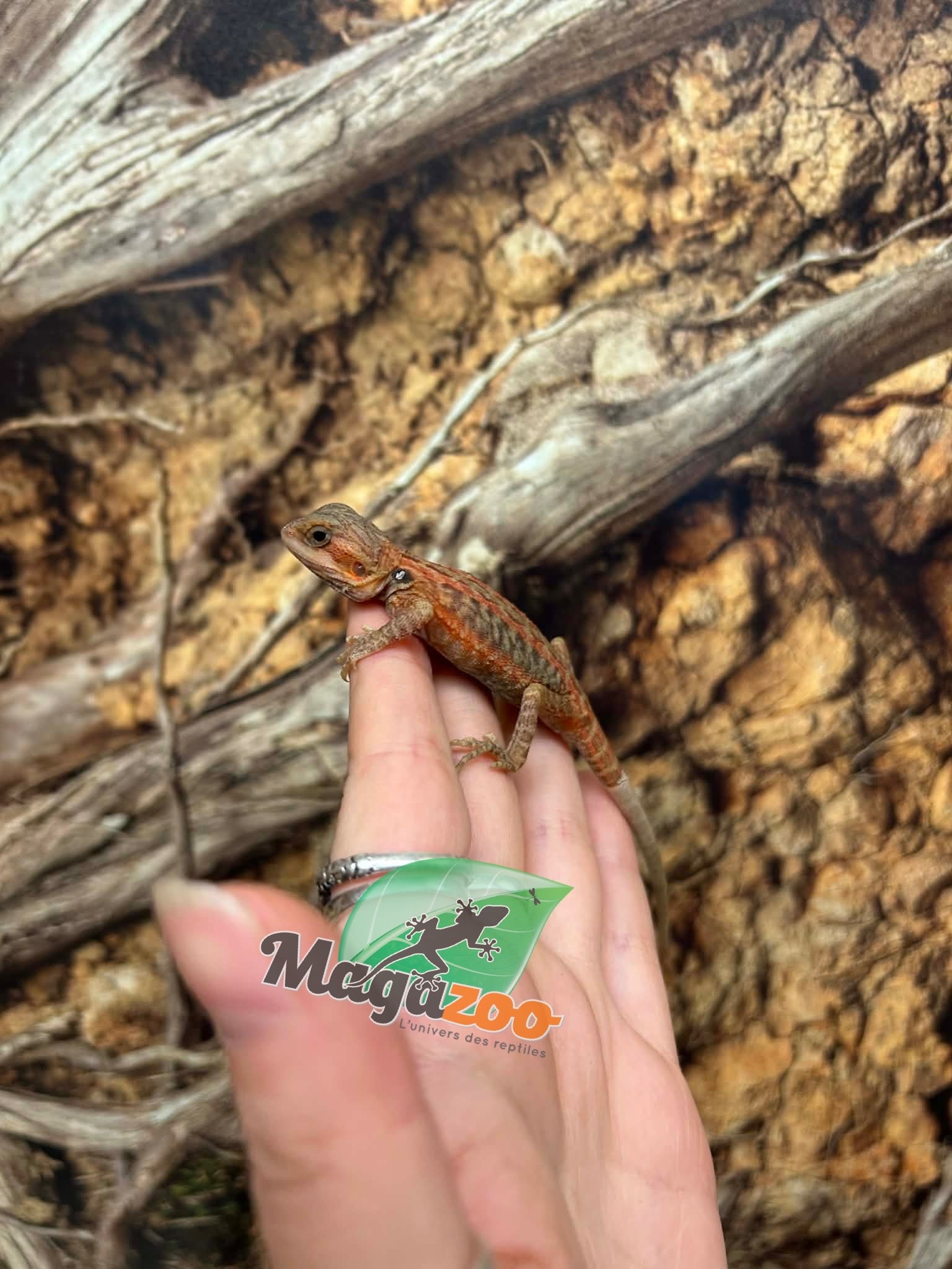 Magazoo Baby Female Leatherback Hypo Translucent Bearded Dragon #3