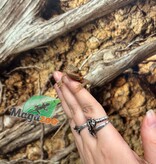 Magazoo Dragon barbu Leatherback Hypo Translucide Femelle Bébé #3 (*Défault queue)