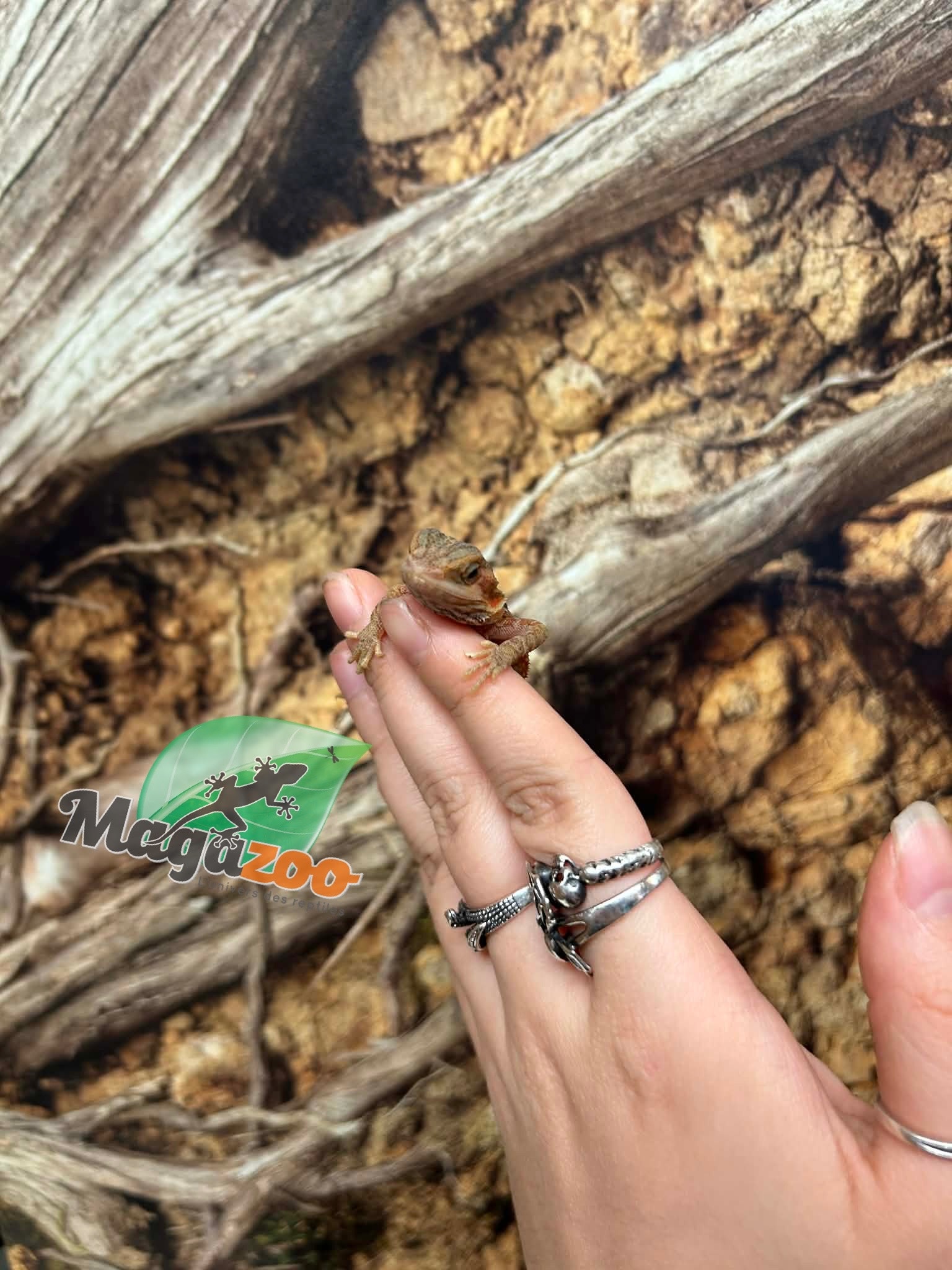 Magazoo Baby Female Leatherback Hypo Translucent Bearded Dragon #3