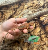 Magazoo Dragon barbu Leatherback Hypo Translucide Femelle Bébé #3 (*Défault queue)