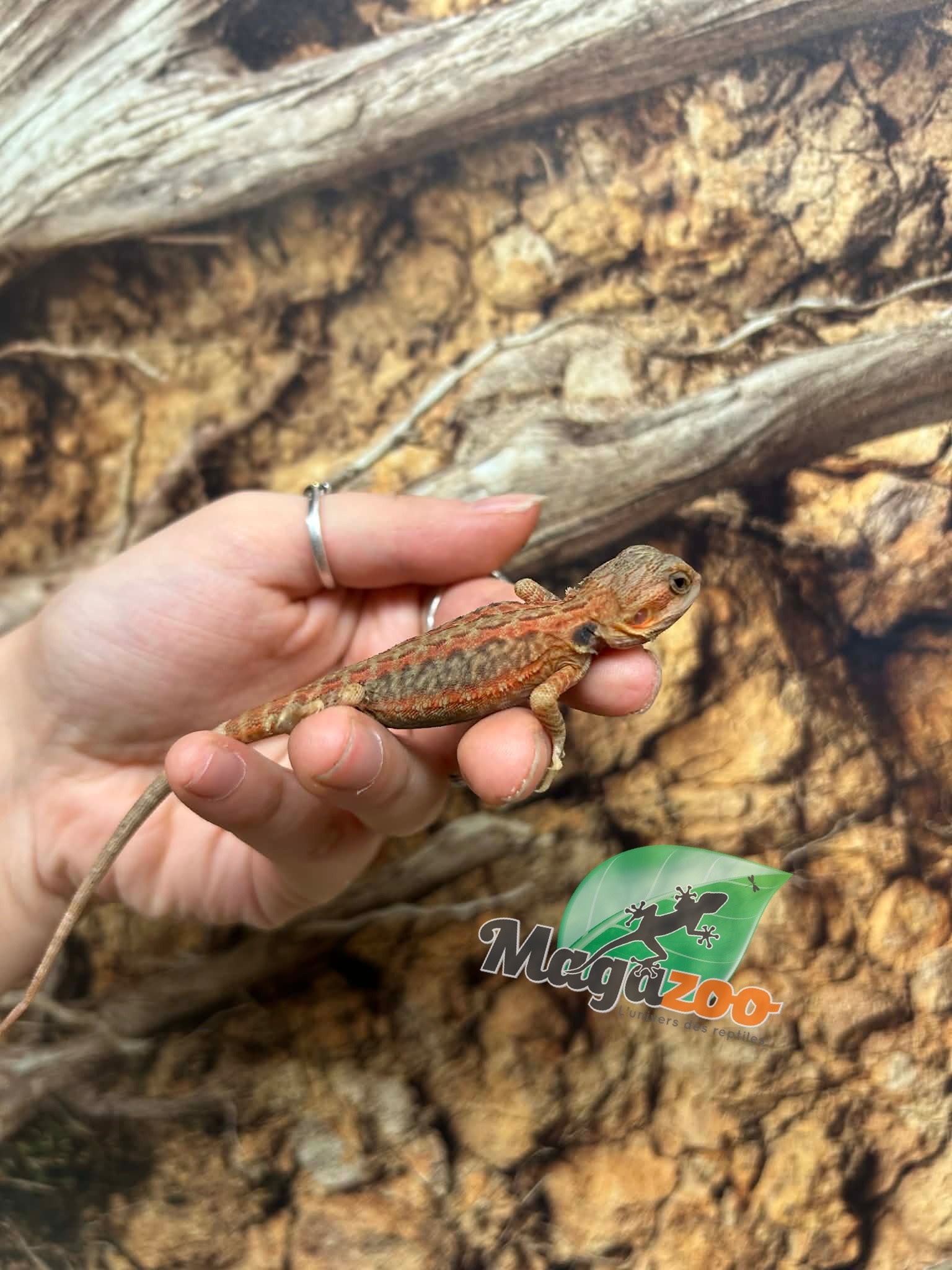 Magazoo Baby Female Leatherback Hypo Translucent Bearded Dragon #3