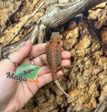 Magazoo Baby Female Leatherback Hypo Translucent Bearded Dragon #3