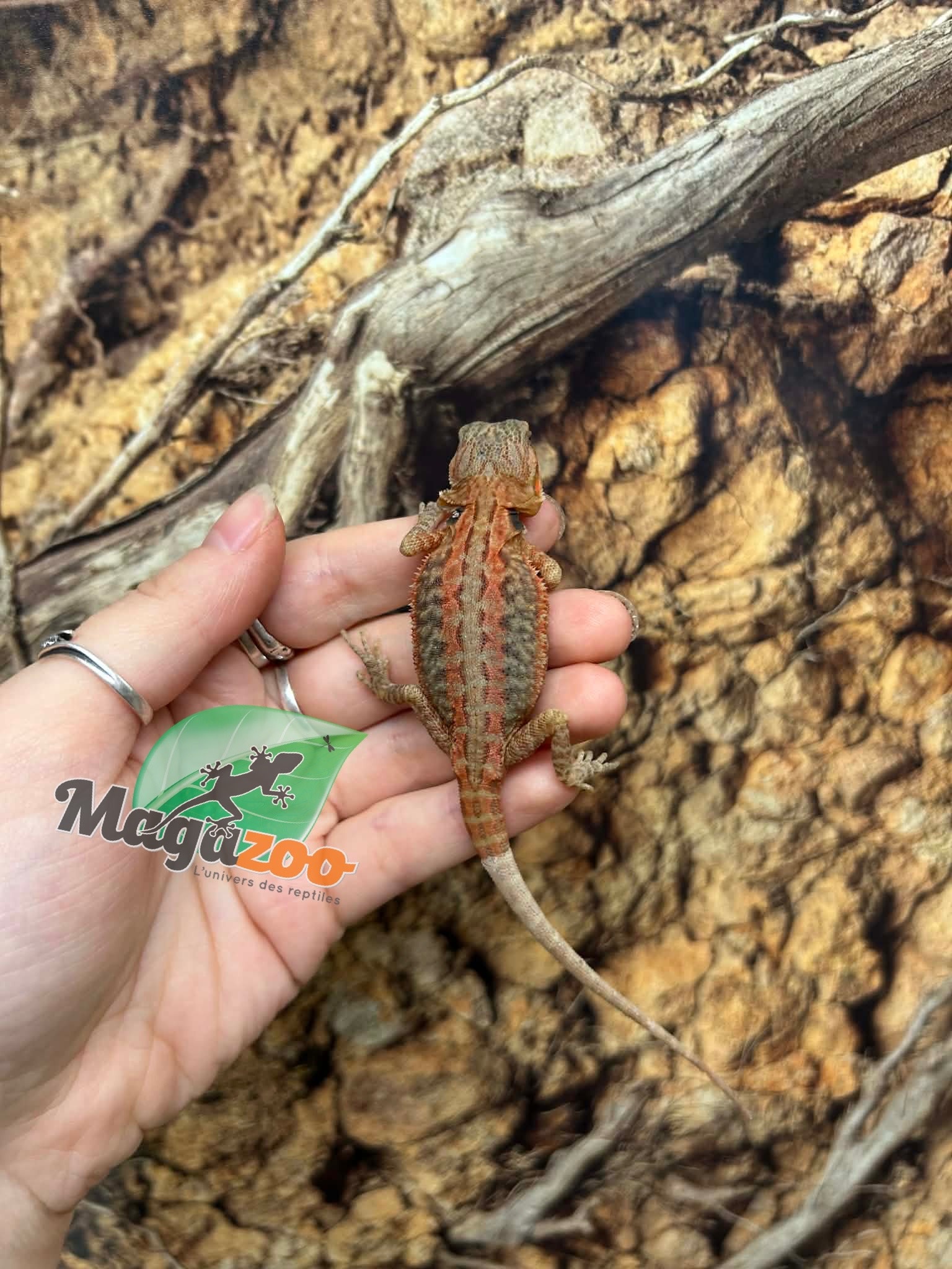 Magazoo Baby Female Leatherback Hypo Translucent Bearded Dragon #3