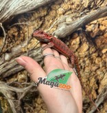 Magazoo 75% Red Monster Hypo Translucent Bearded Dragon #3