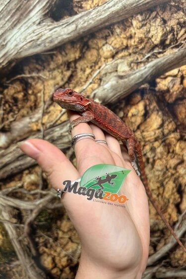 Magazoo 75% Red Monster Hypo Translucent Bearded Dragon #3