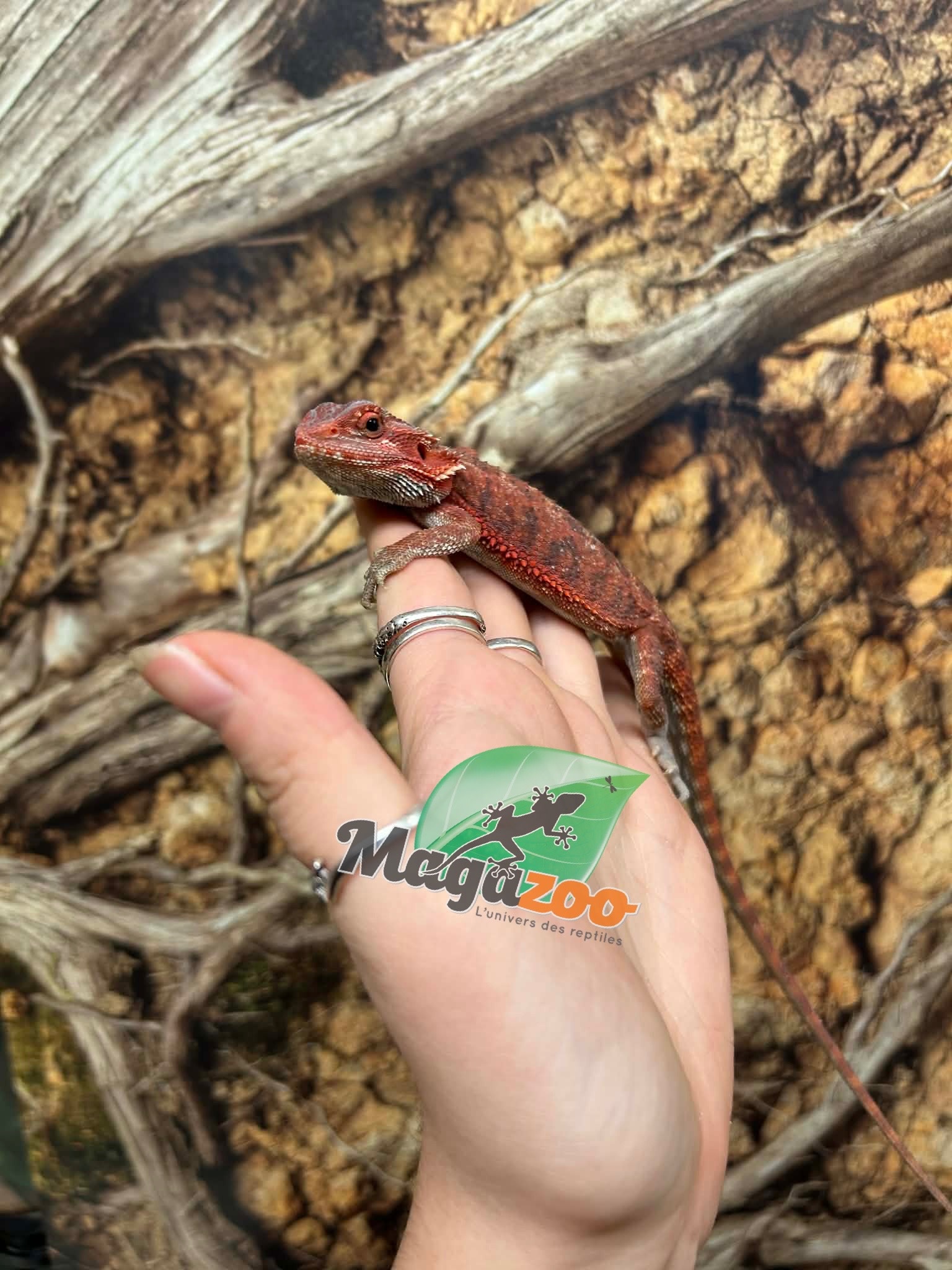 Magazoo Dragon barbu 75% Red Monster Hypo Translucide #3