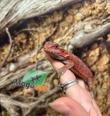Magazoo 75% Red Monster Hypo Translucent Bearded Dragon #3