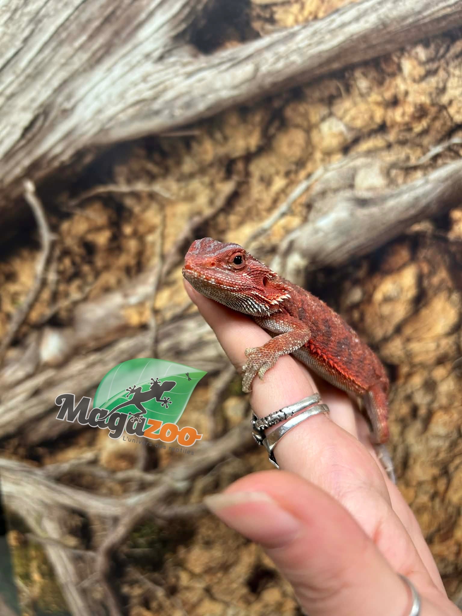 Magazoo Dragon barbu 75% Red Monster Hypo Translucide #3