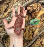 Magazoo Dragon barbu 75% Red Monster Hypo Translucide #3