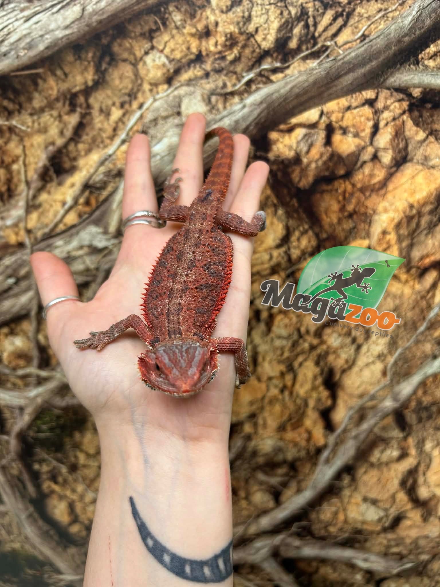 Magazoo 75% Red Monster Hypo Translucent Bearded Dragon #3