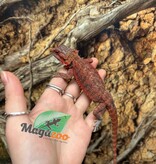 Magazoo Dragon barbu 75% Red Monster Hypo Translucide #3