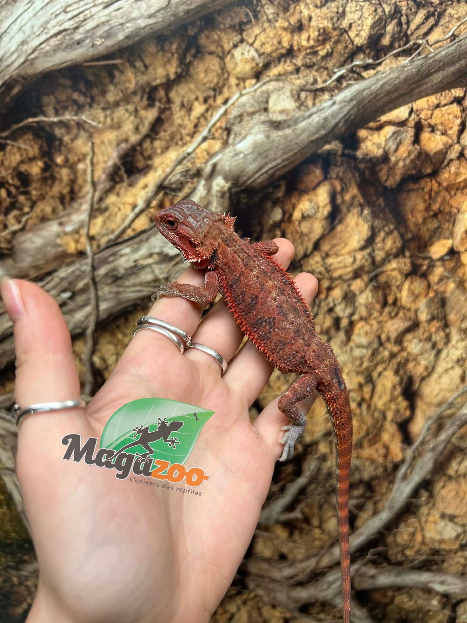 Magazoo Dragon barbu 75% Red Monster Hypo Translucide #3