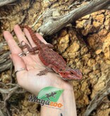 Magazoo 75% Red Monster Hypo Translucent Bearded Dragon #3