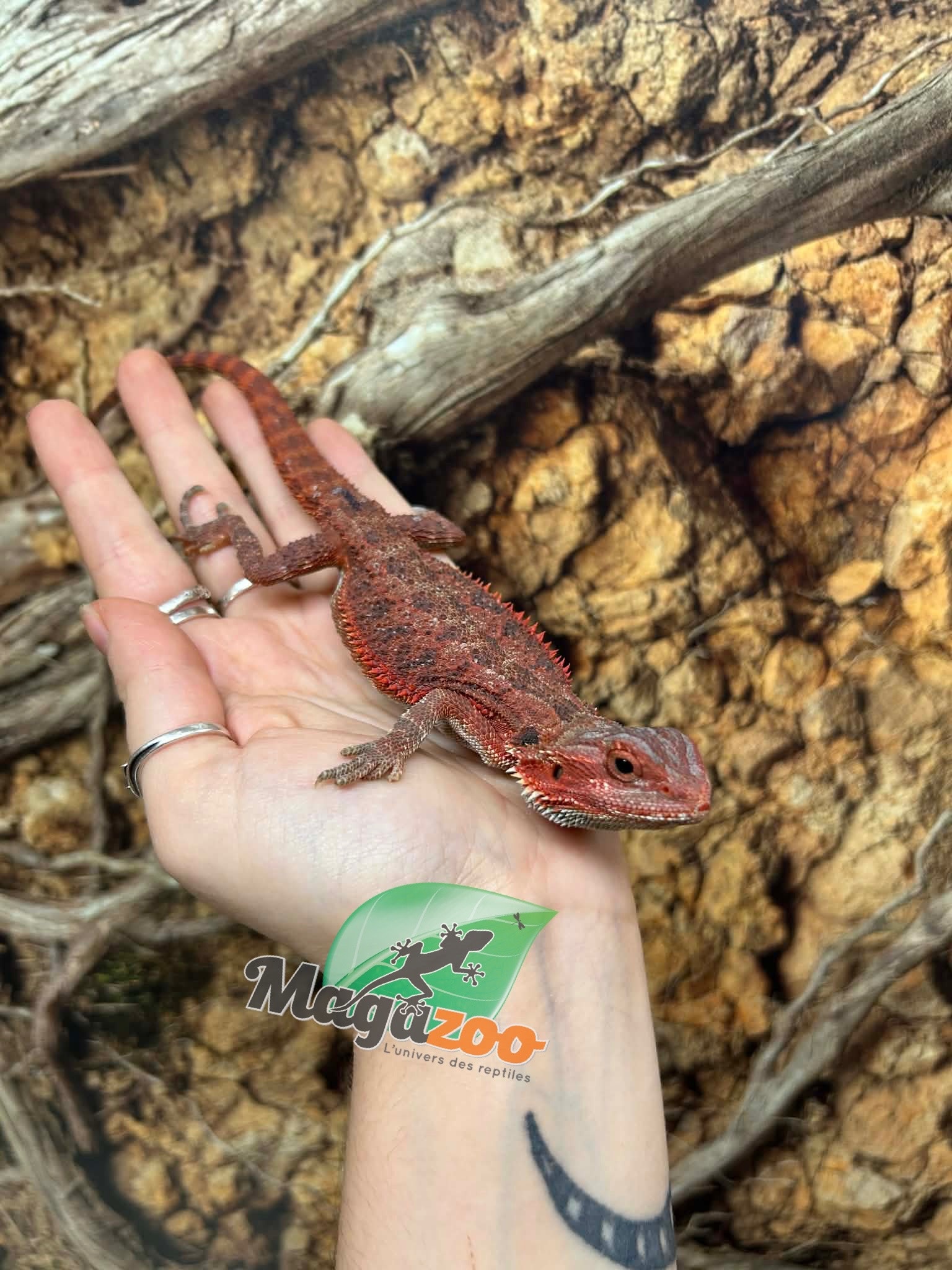 Magazoo 75% Red Monster Hypo Translucent Bearded Dragon #3