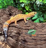 Magazoo Gecko Léopard Tangerine femelle 09/10/25