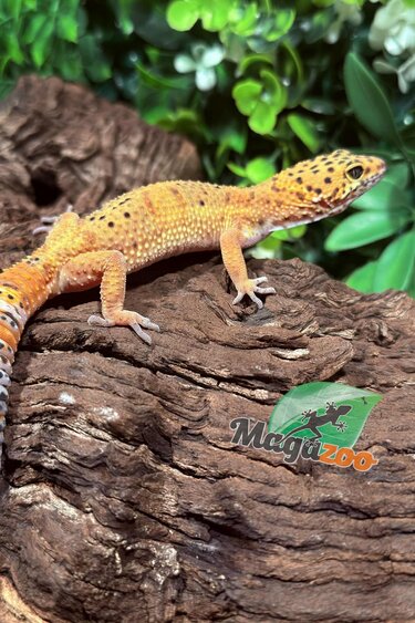 Magazoo Gecko Léopard Tangerine femelle 09/10/25