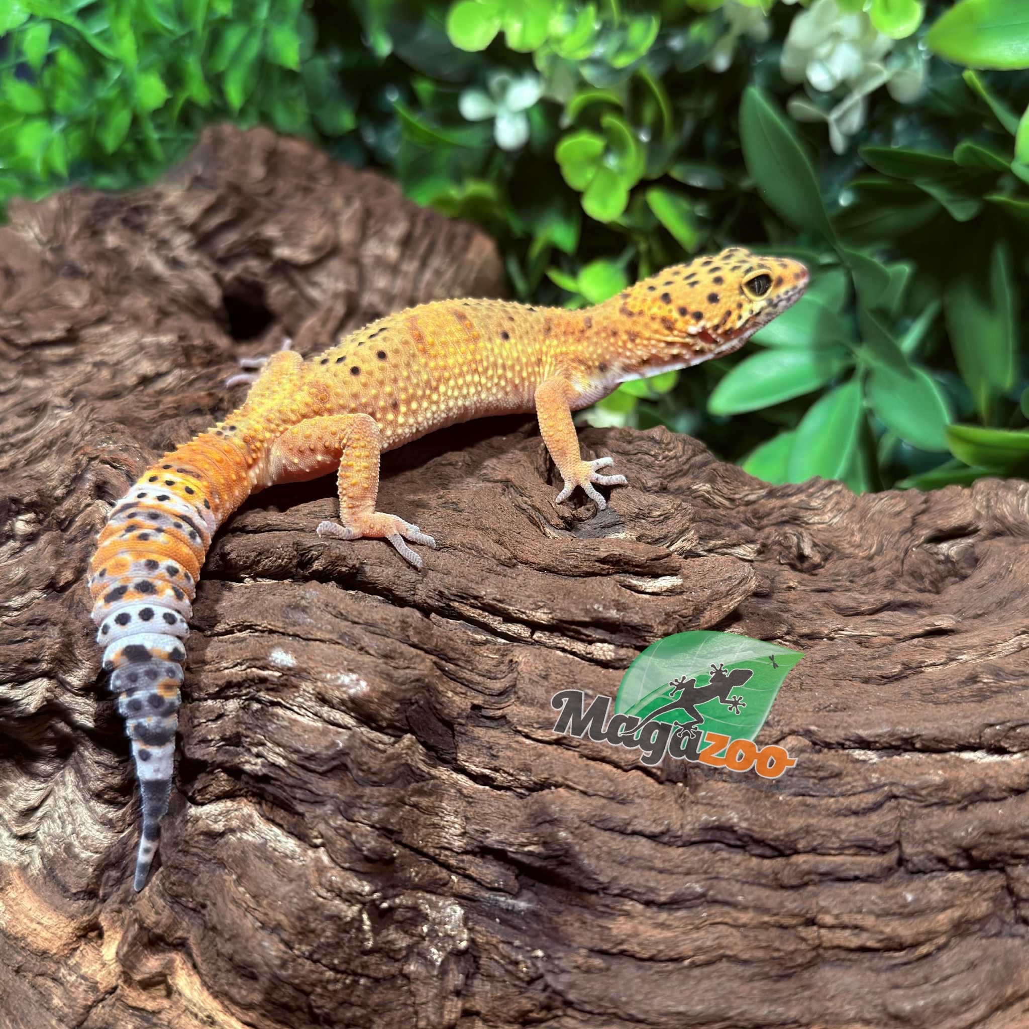 Magazoo Gecko Léopard Tangerine femelle 09/10/25