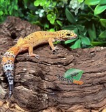 Magazoo Tangerine female Leopard gecko 10/09/25