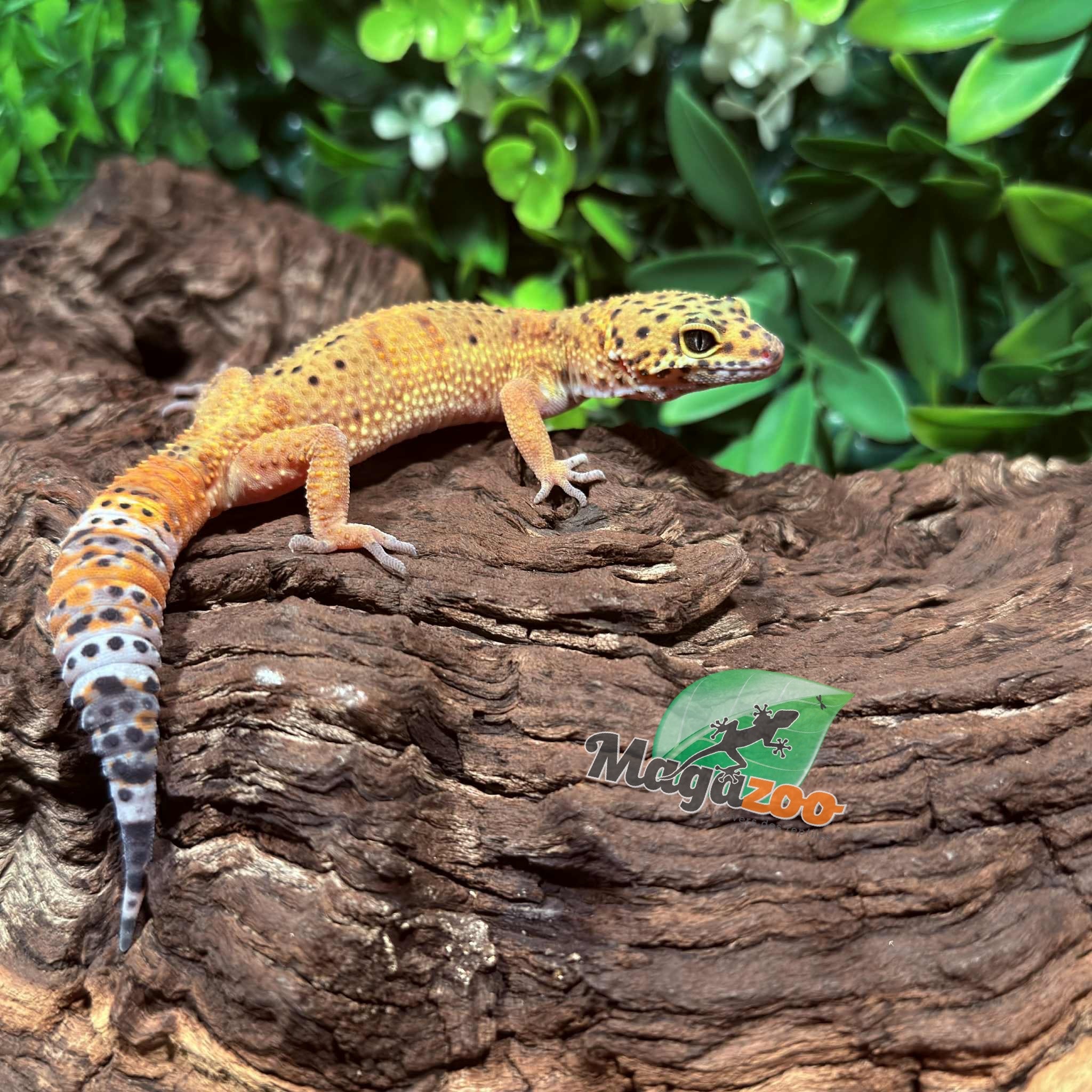 Magazoo Gecko Léopard Tangerine femelle 09/10/25