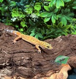 Magazoo Tangerine female Leopard gecko 10/09/25