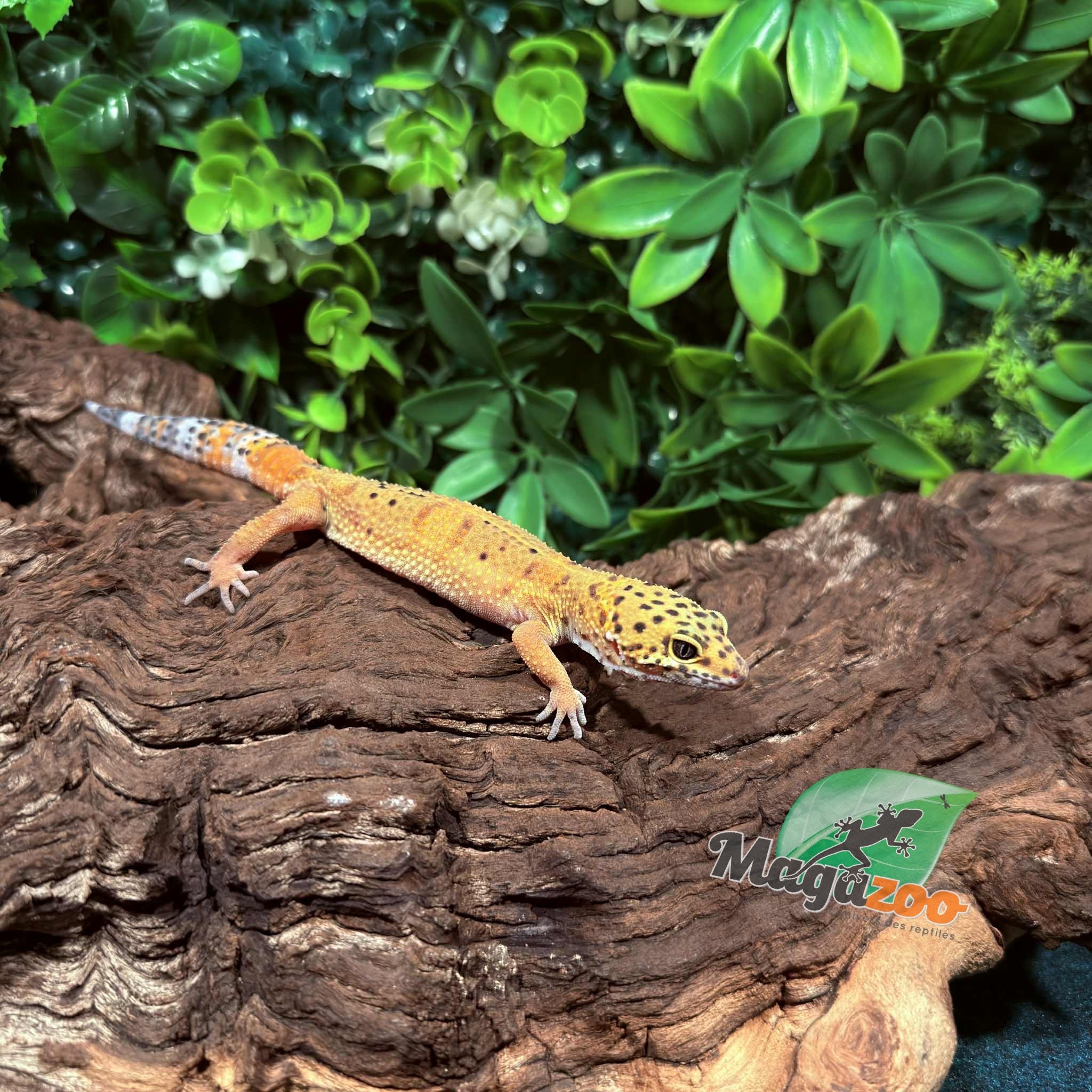 Magazoo Tangerine female Leopard gecko 10/09/25