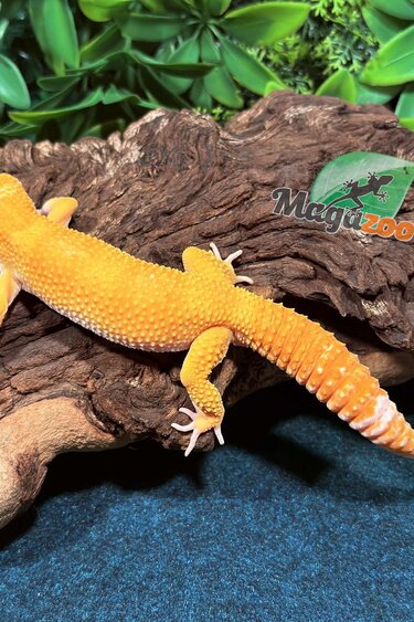 Magazoo Gecko léopard A.P.T.O.R. mâle 17/05/25